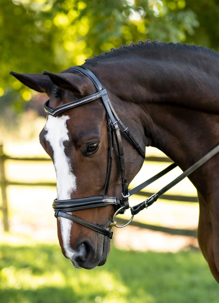 DRESSAGE BRIDLES