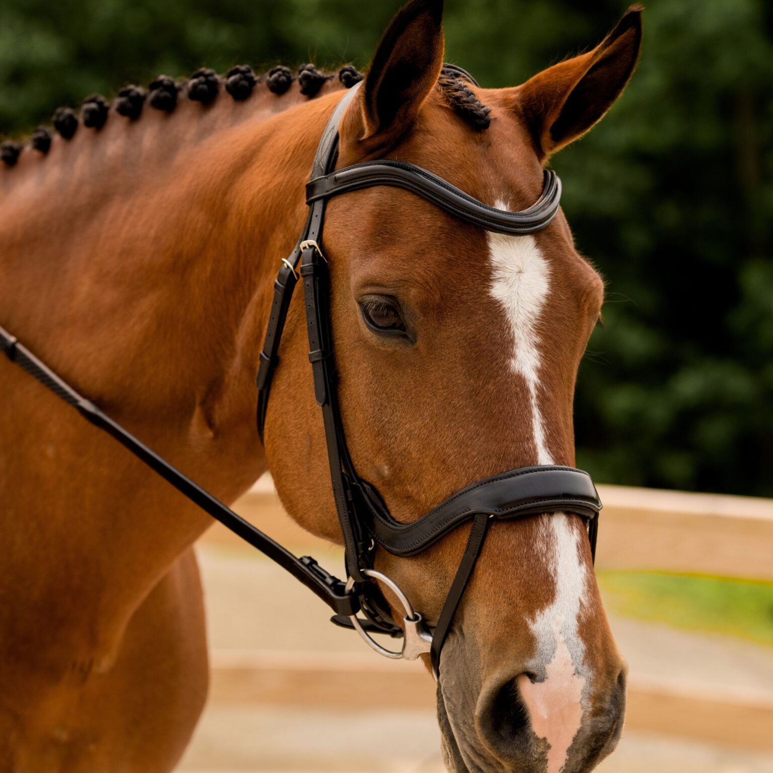 Arena Bridle