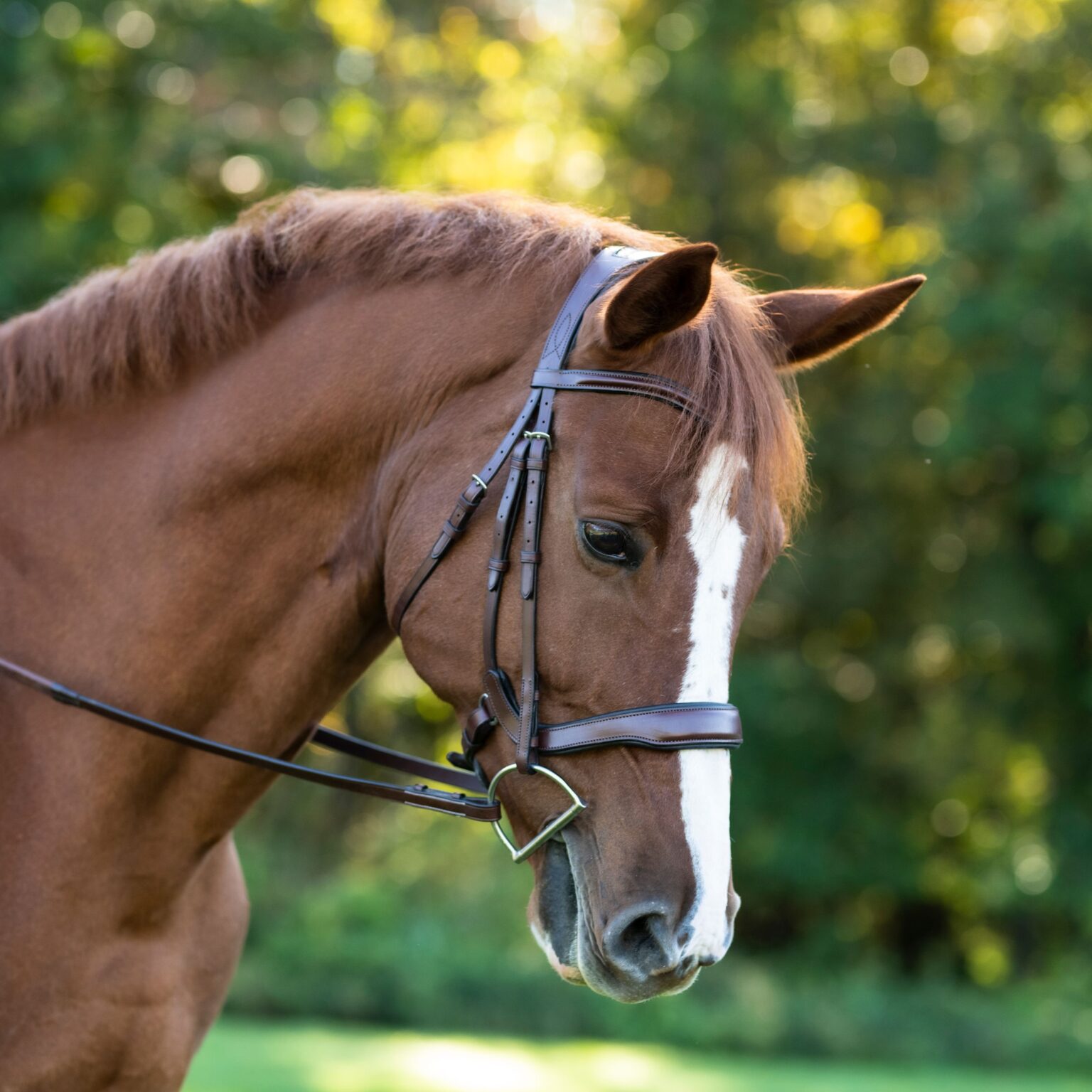 Arena Bridle