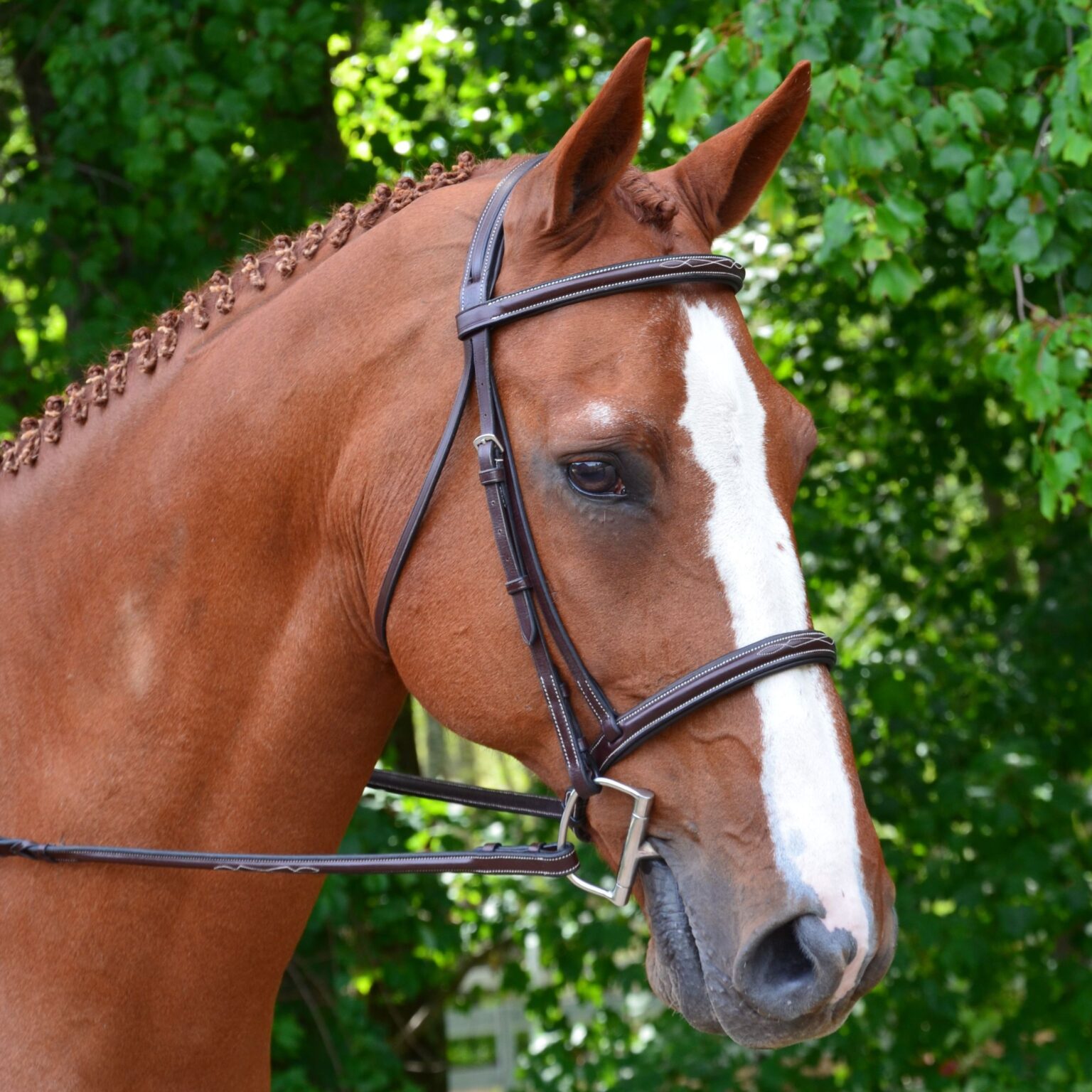 Aster Bridle