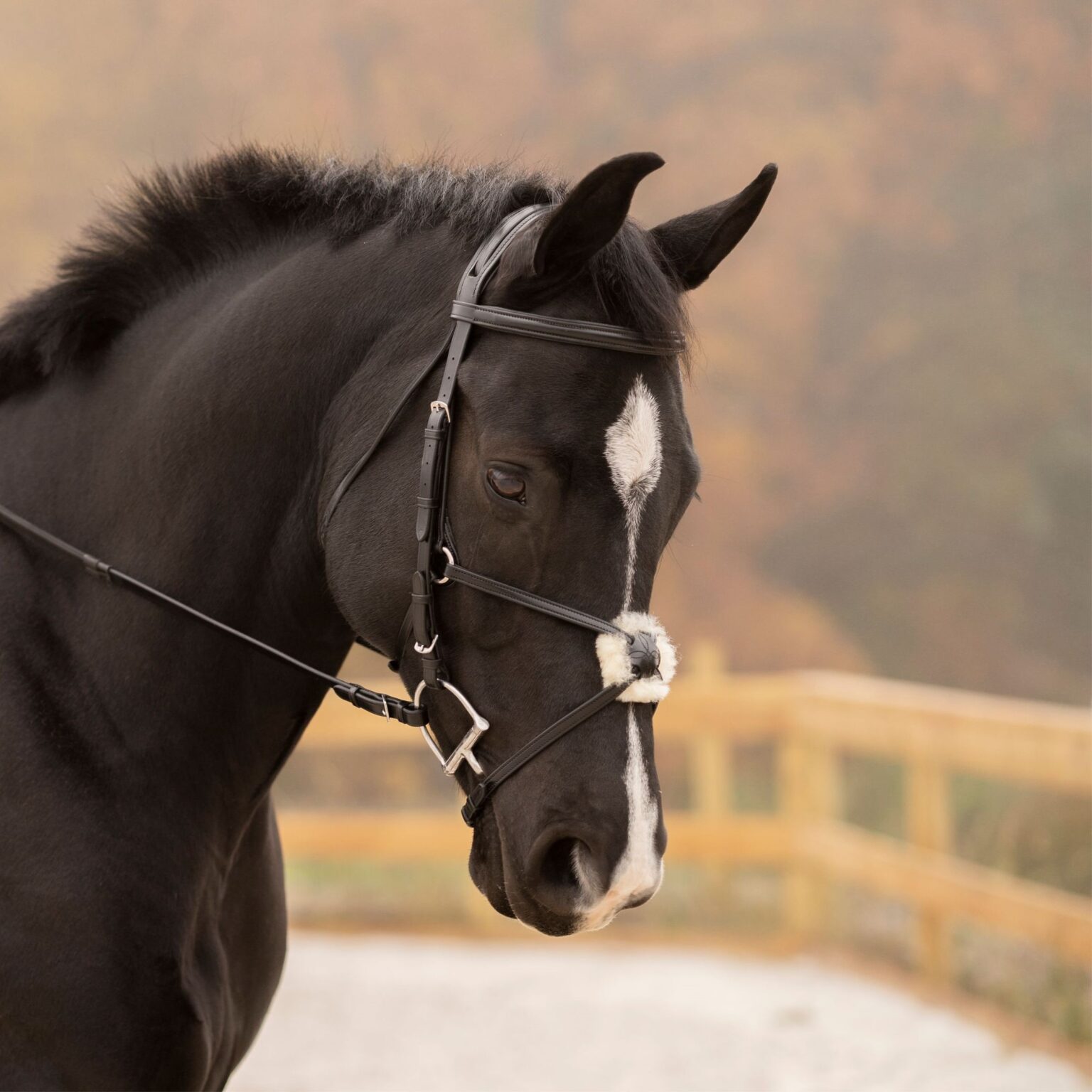 Birch Bridle