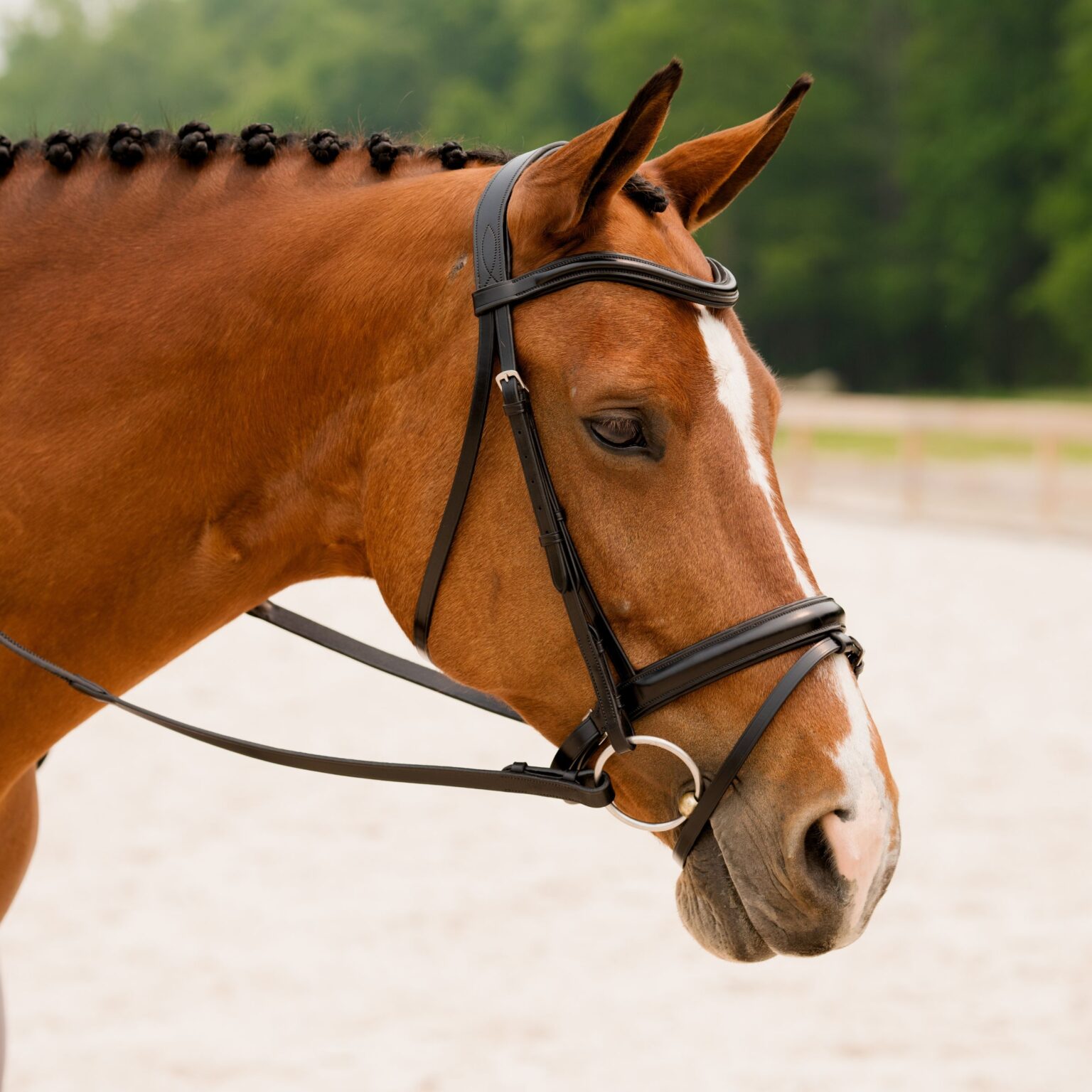 Elevation Bridle