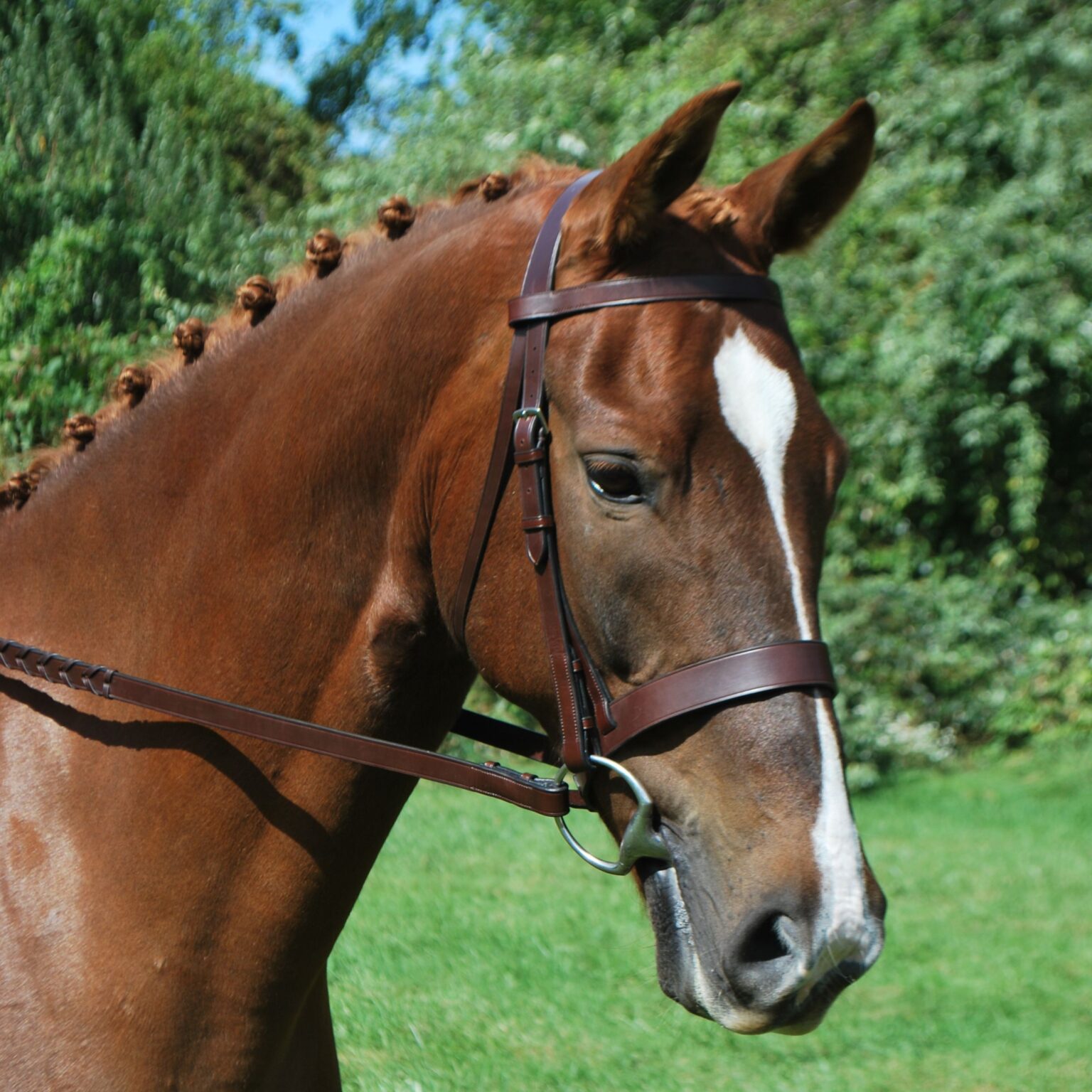 Foxtrot Bridle