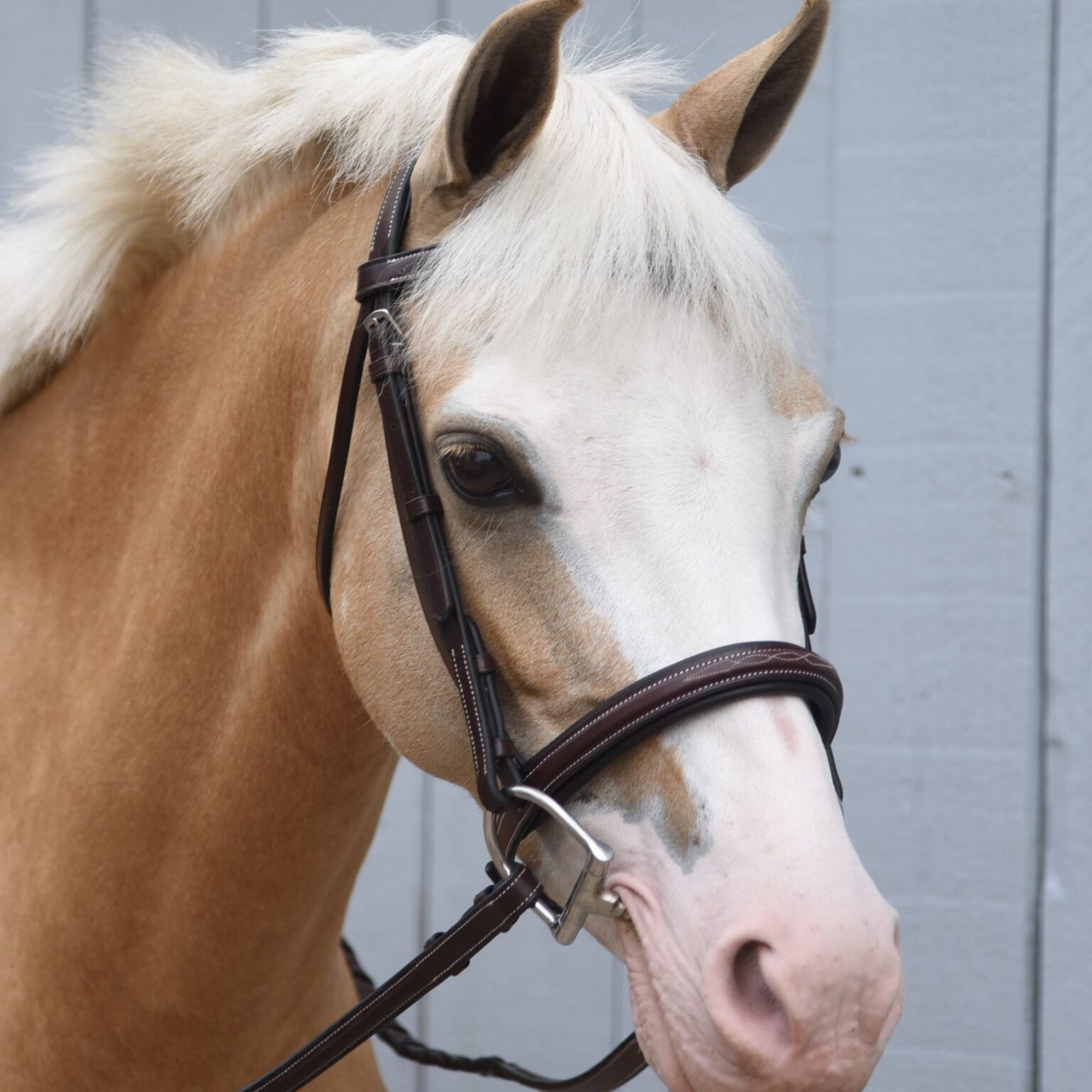 Icon Bridle