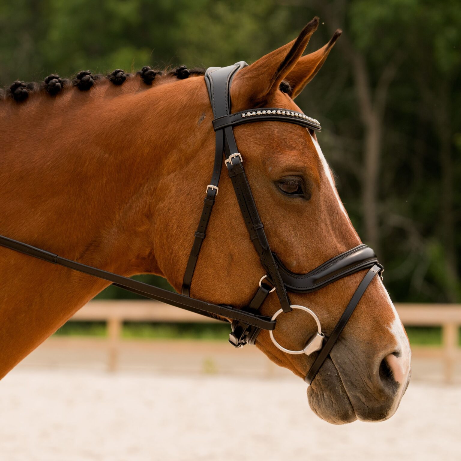 Impulsion Bridle