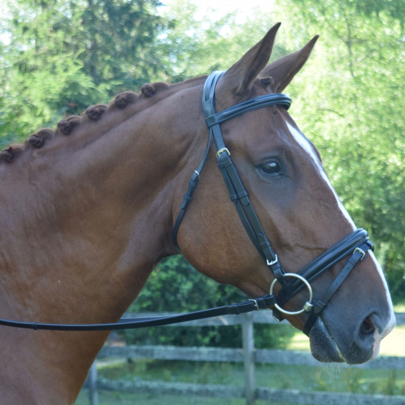 Juniper Bridle