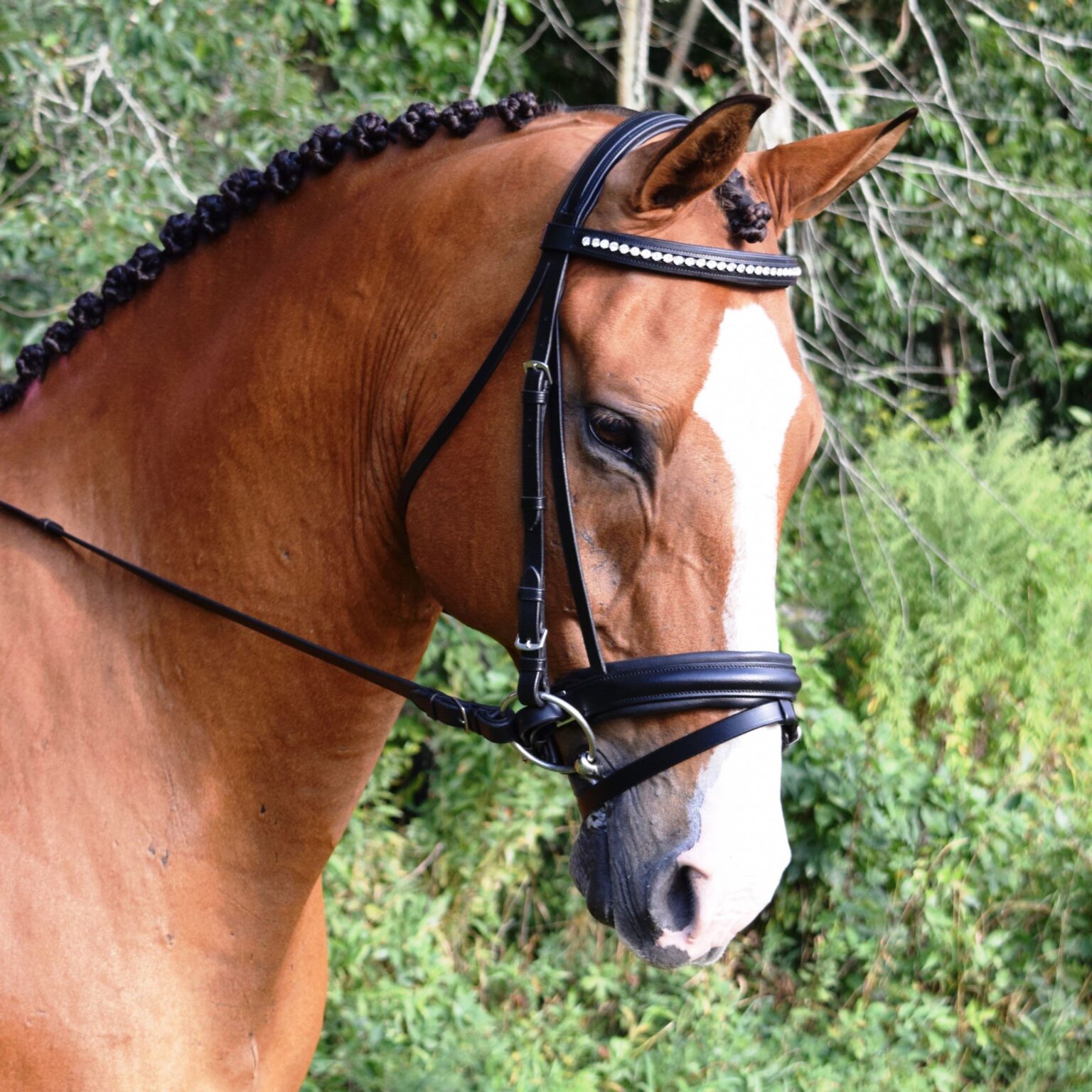 Larkspur Bridle