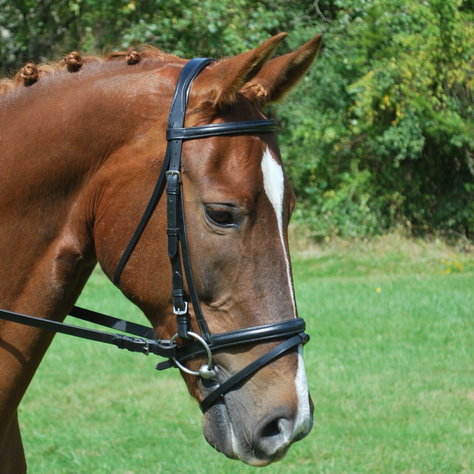 Levade Bridle