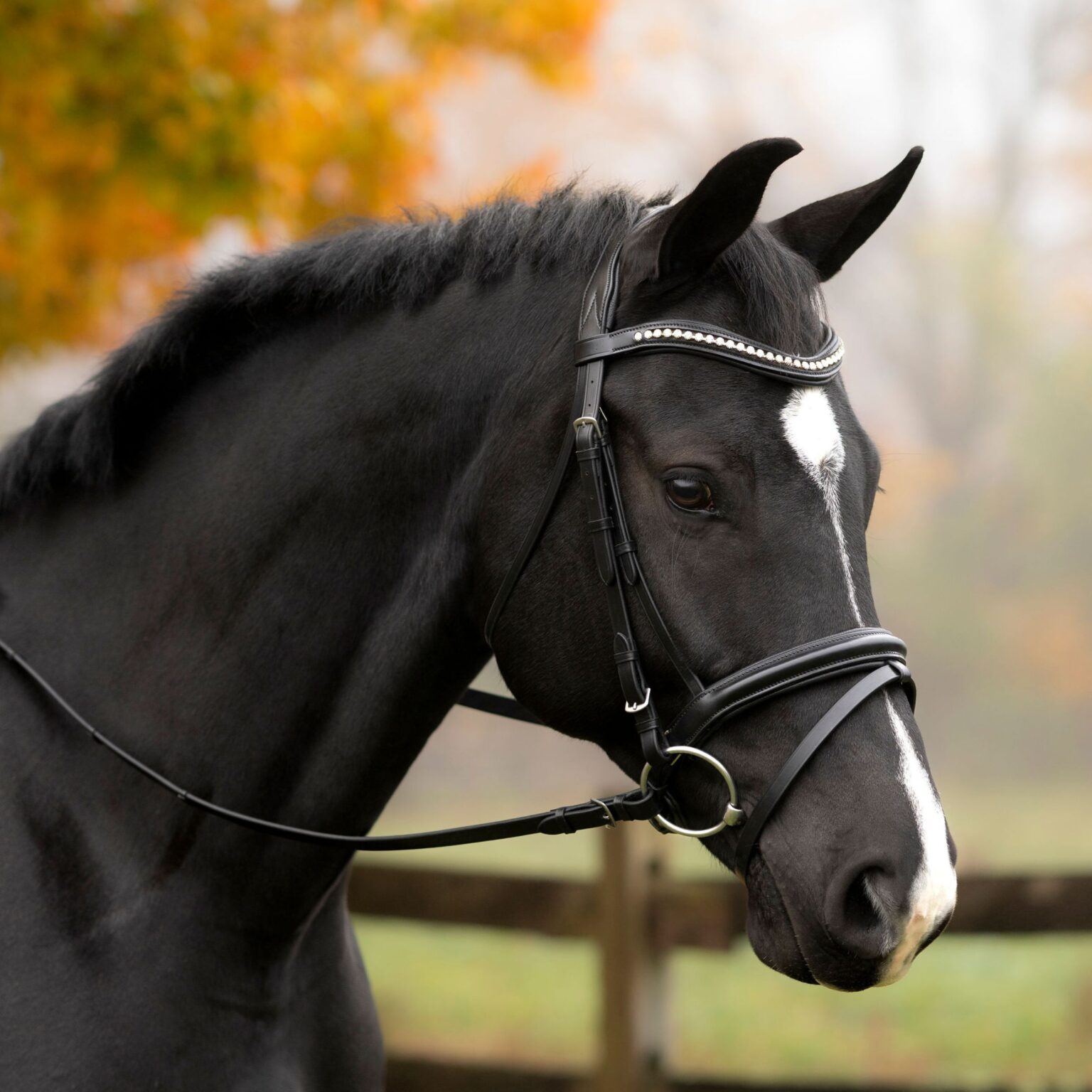 Magnolia Bridle