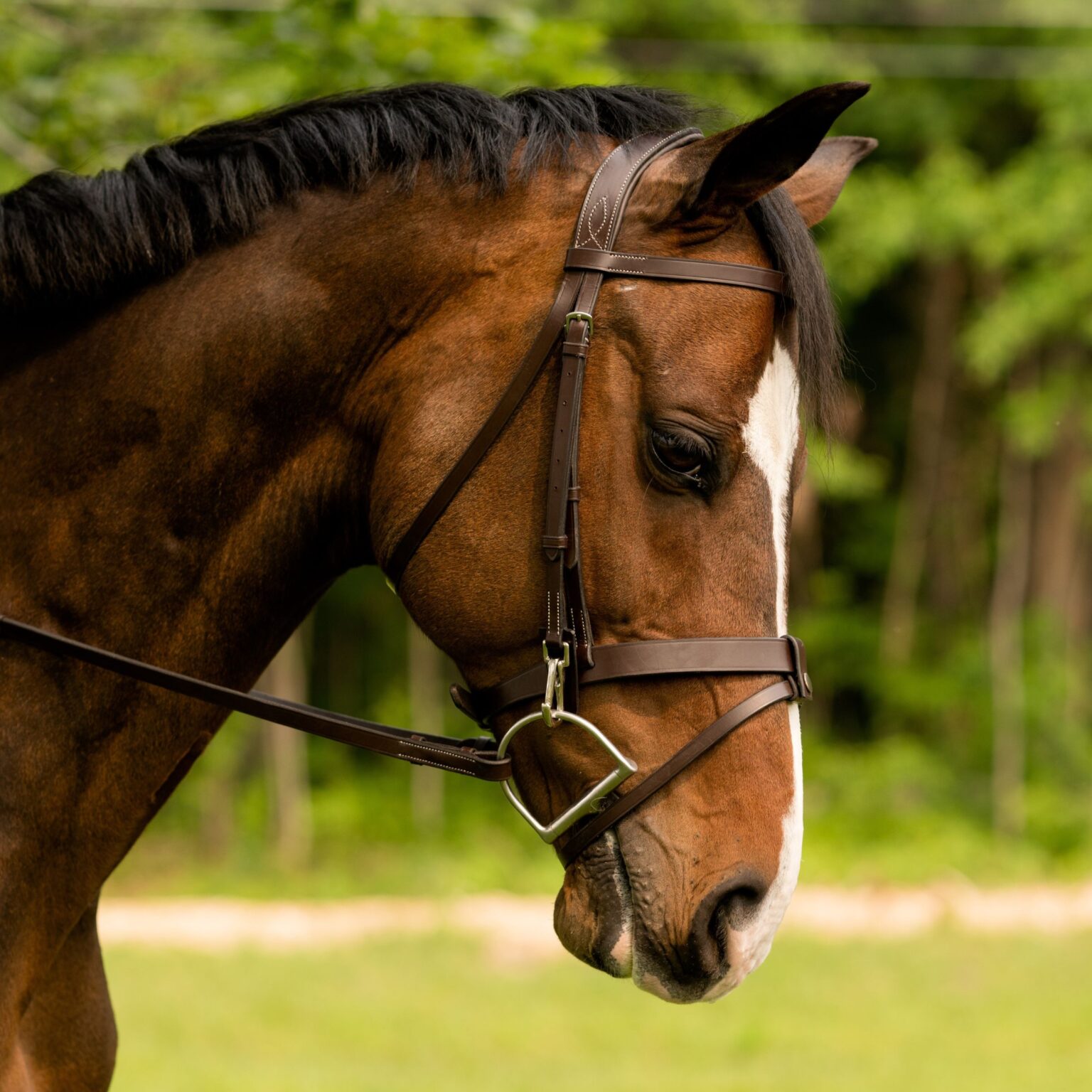 Maple Bridle