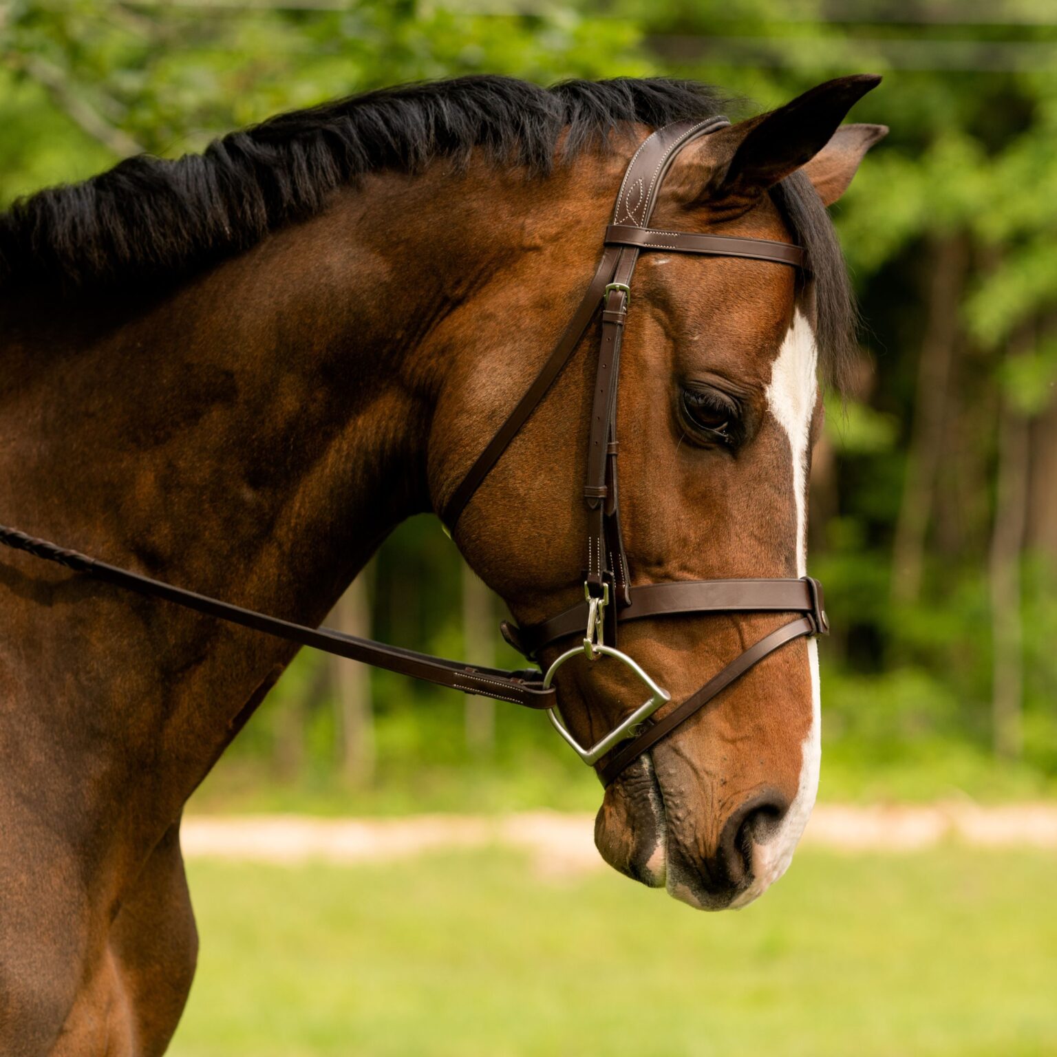 Maple Bridle