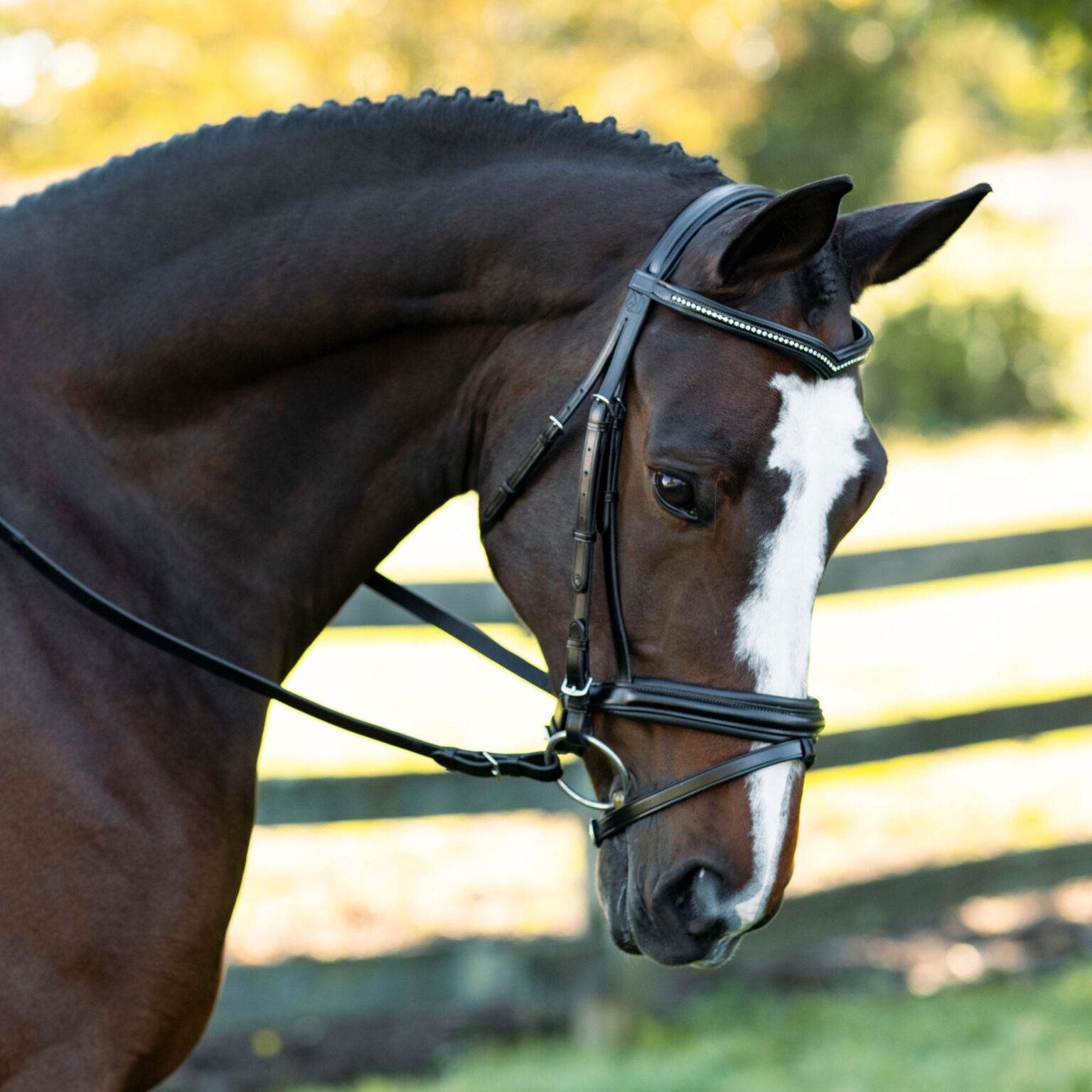 Pirouette Bridle