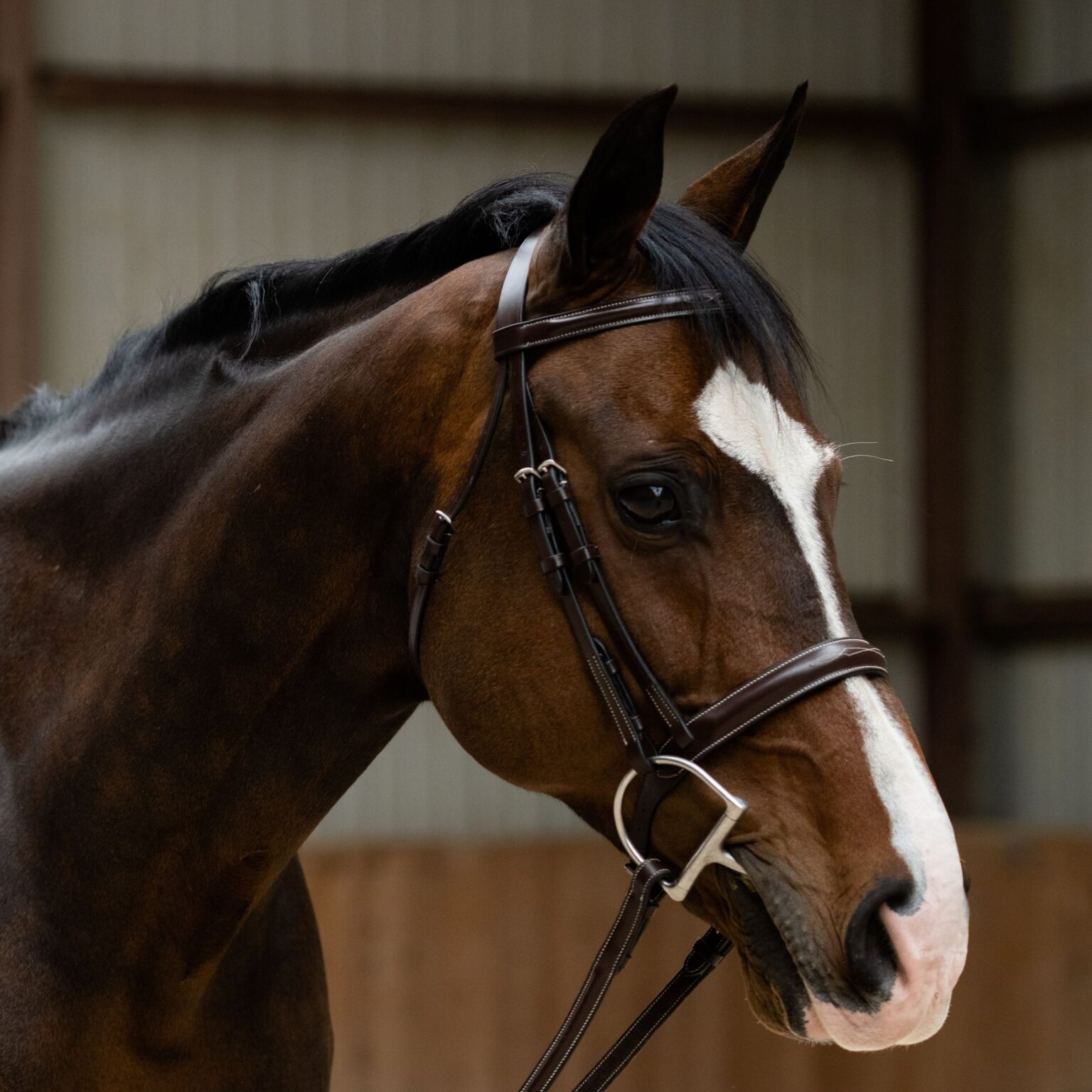 Poppy Bridle