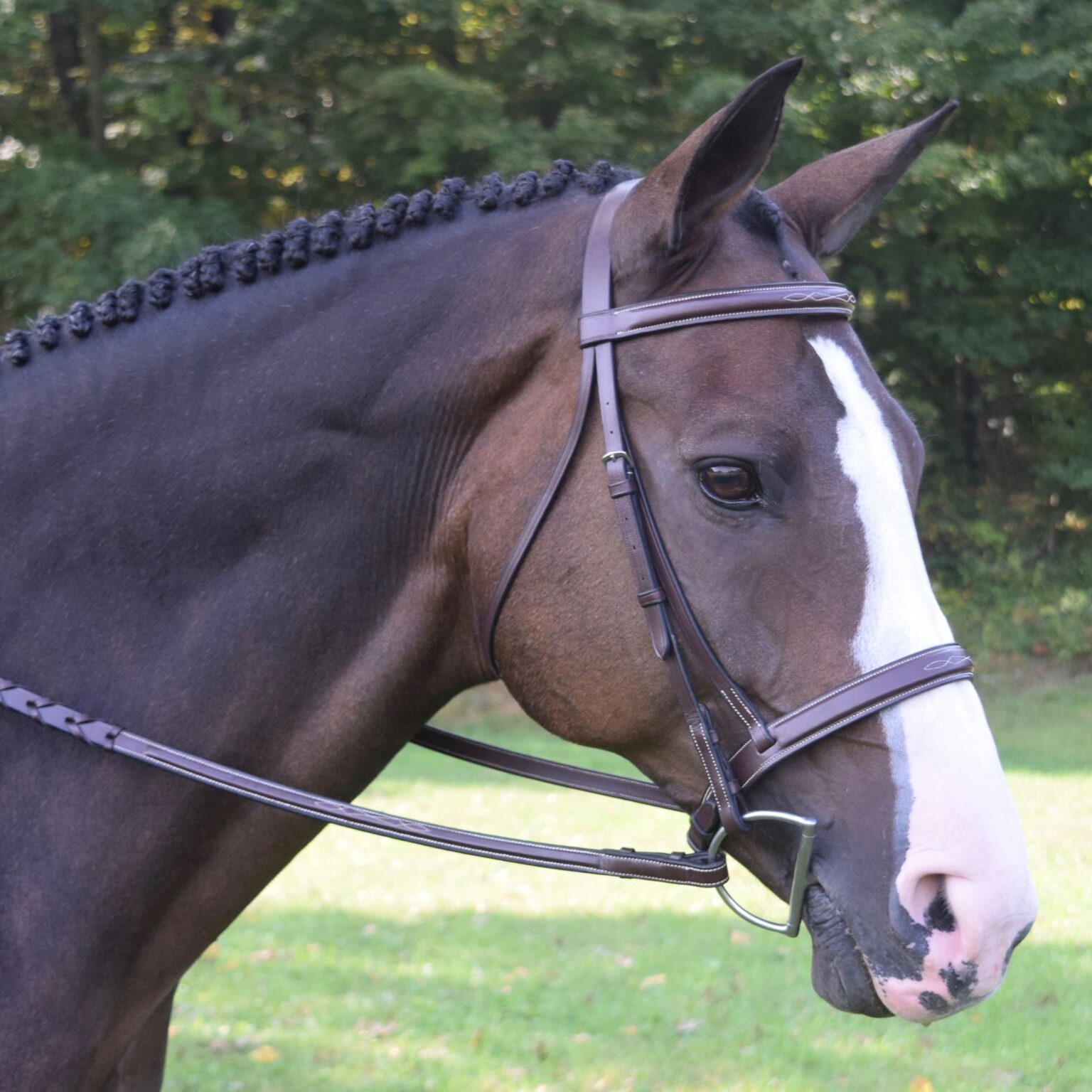 Spruce Bridle