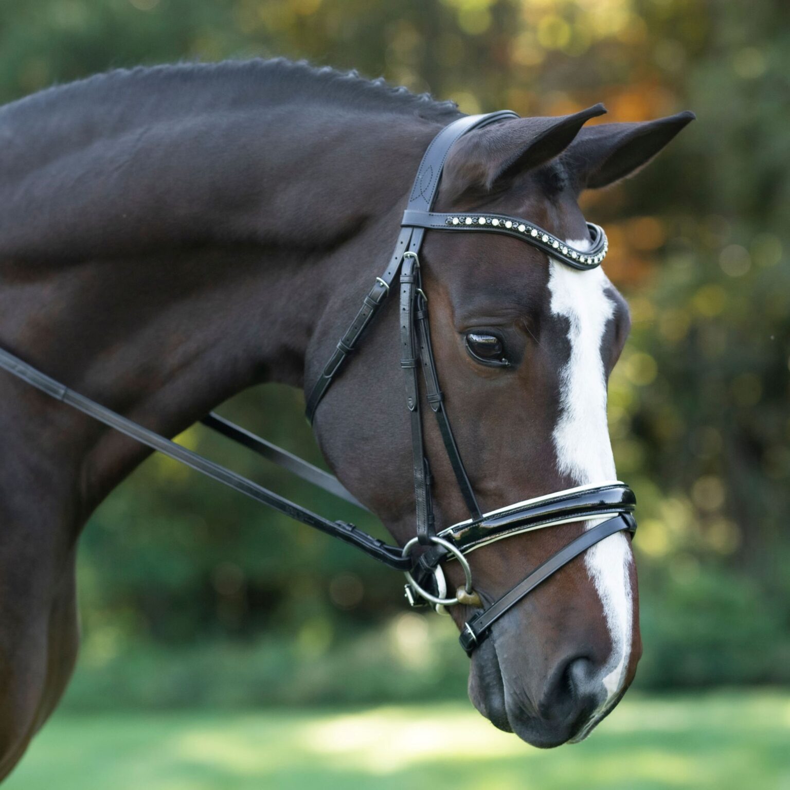 Stride Bridle