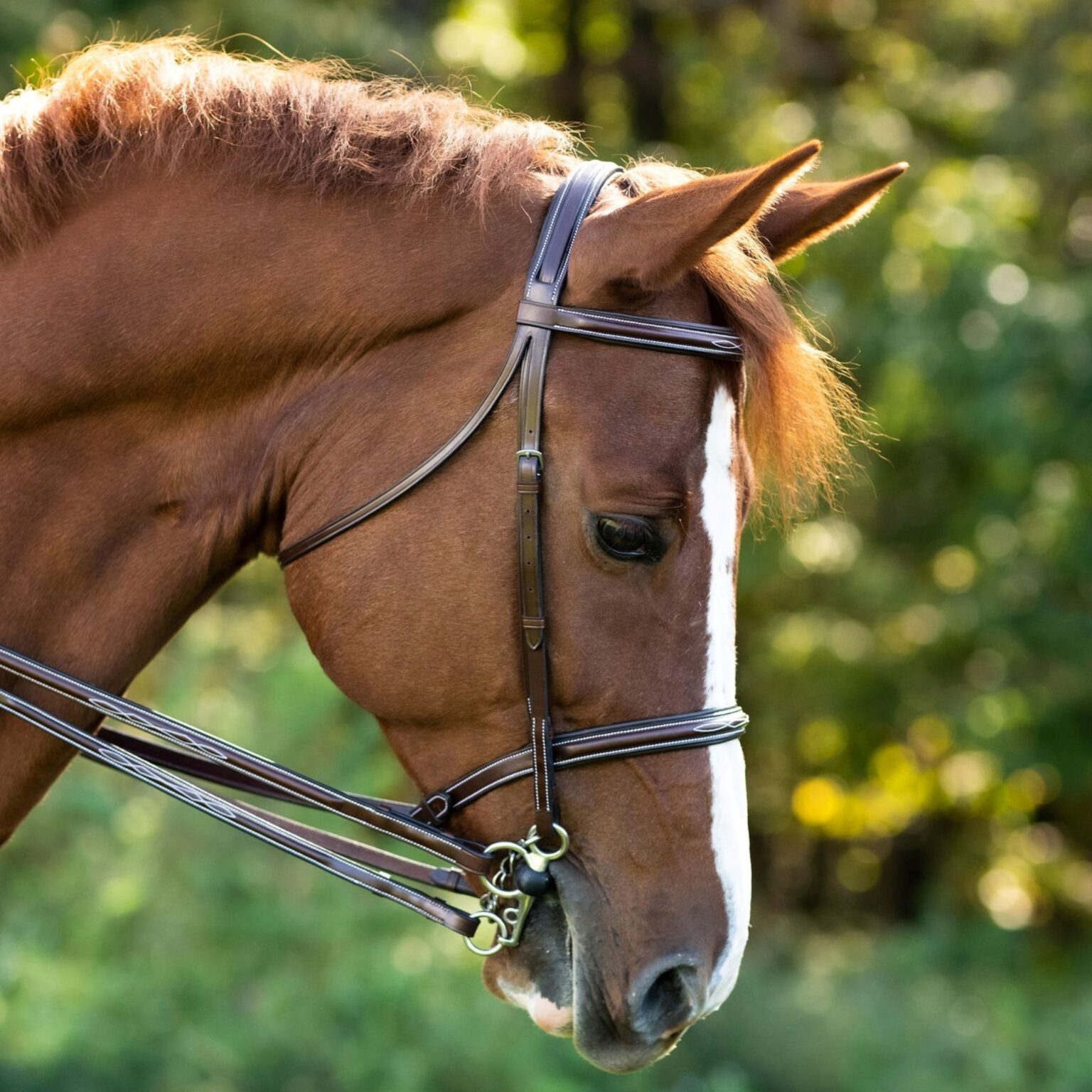 Venezia Bridle