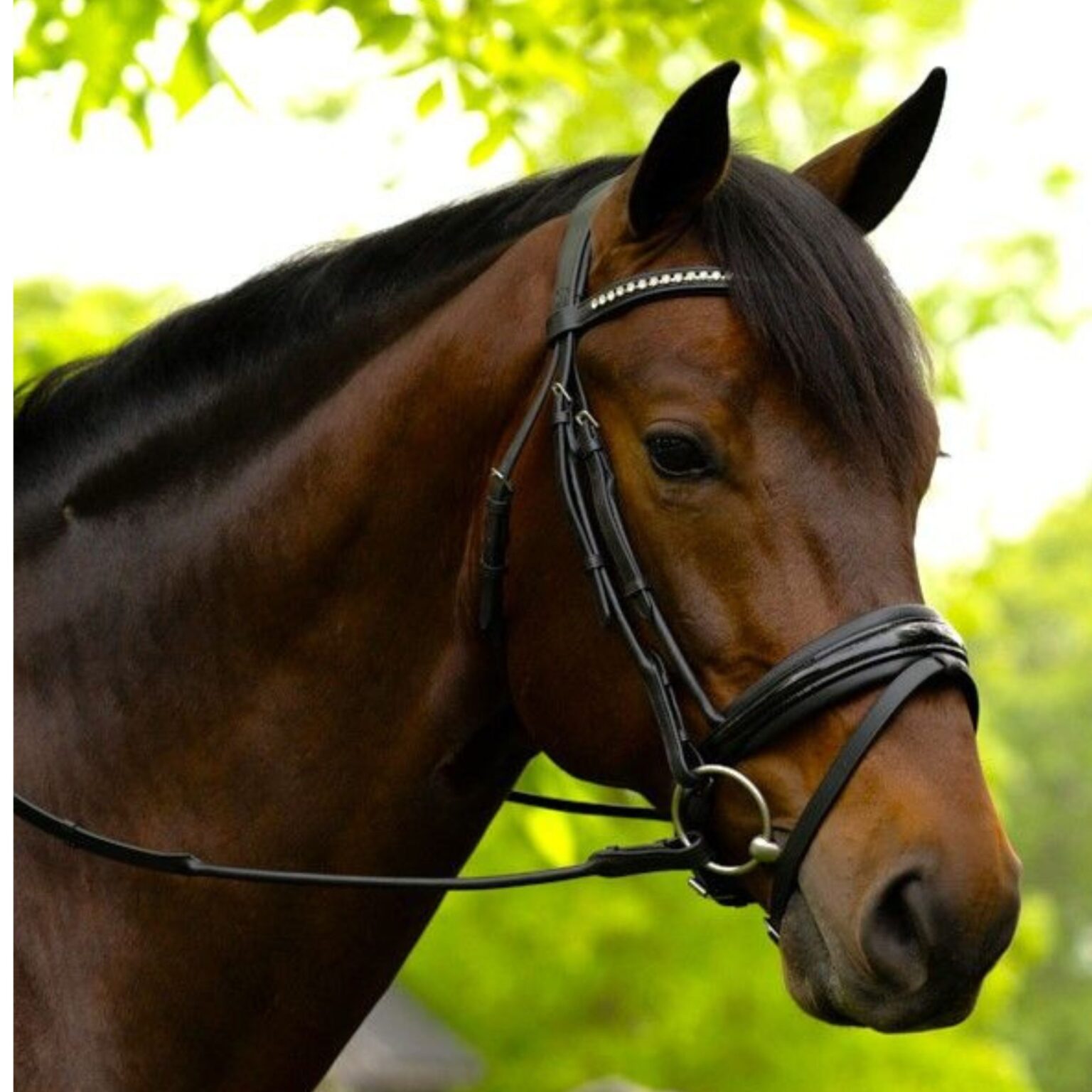 Flexion Patent Bridle