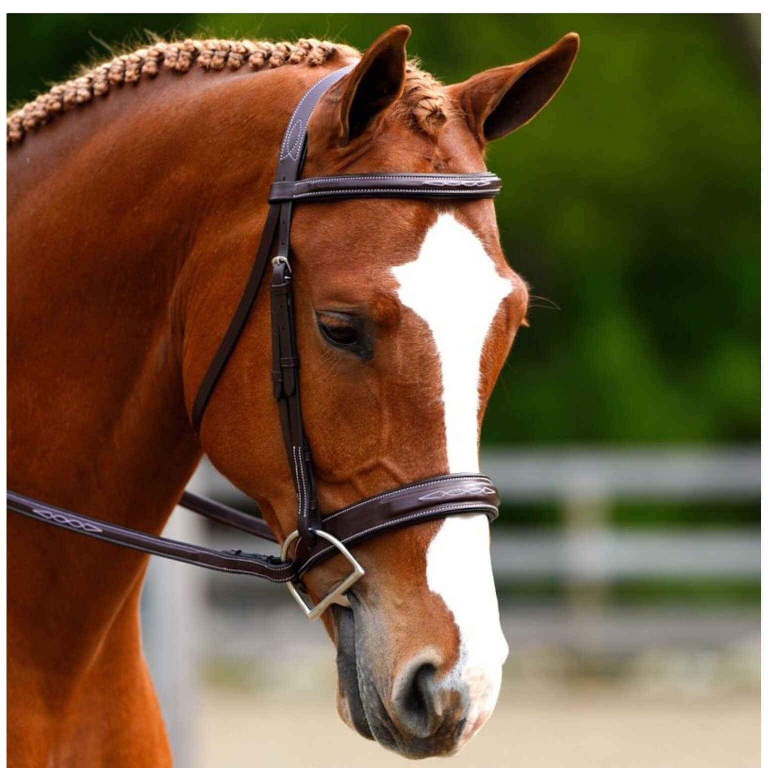 Tupelo Bridle